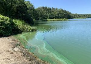 Cyanobacteria bloom in West Reservoir, Cape Cod, MA